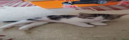 British Shorthair cats for sale: 6 Beautiful Kittens available 4 x Female 2 x Male - Advert 2