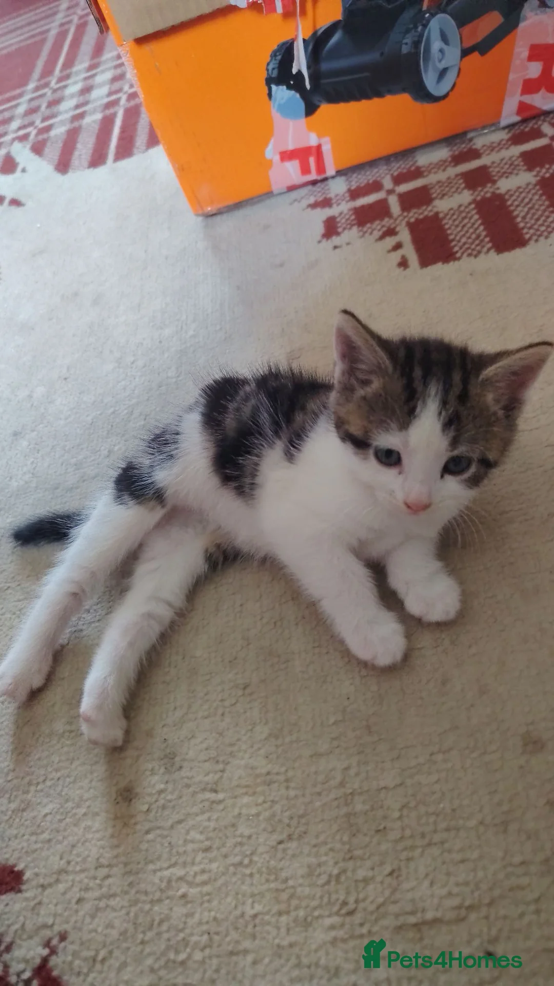 British Shorthair cats for sale: 6 Beautiful Kittens available 4 x Female 2 x Male - Advert 2
