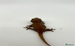 Gecko reptiles for sale: High red gargoyle geckos  - Image 3