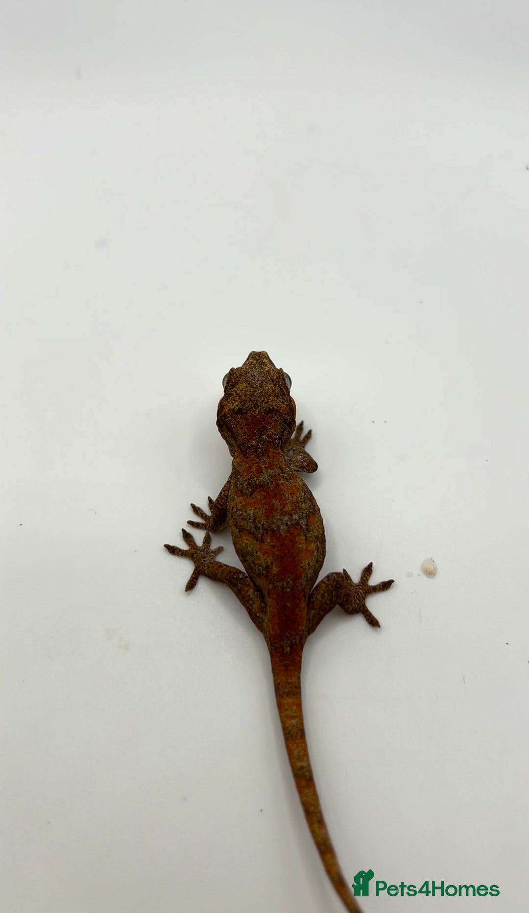 Gecko reptiles for sale: High red gargoyle geckos  - Image 3