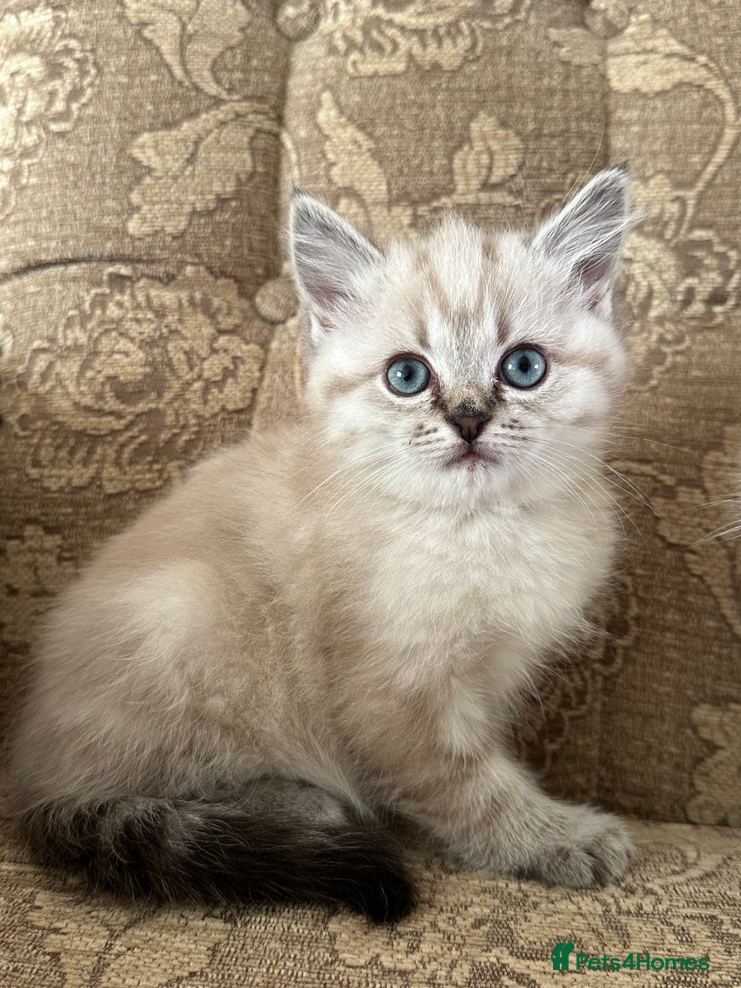 Siberian cats for sale: Adorable Siberian Neva Kittens - Advert 8