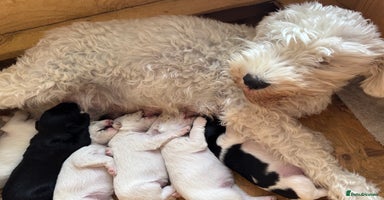Miniature Schnauzer dogs - Advert 4