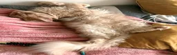 Maine Coon cats for sale: Cream Minecoon  in Bristol - Advert 3