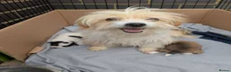 Mixed Breed dogs for sale: Puppys for sale  - Advert 1