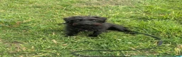Mixed Breed dogs for sale: Paterdale x Cairn terrier  - Advert 2