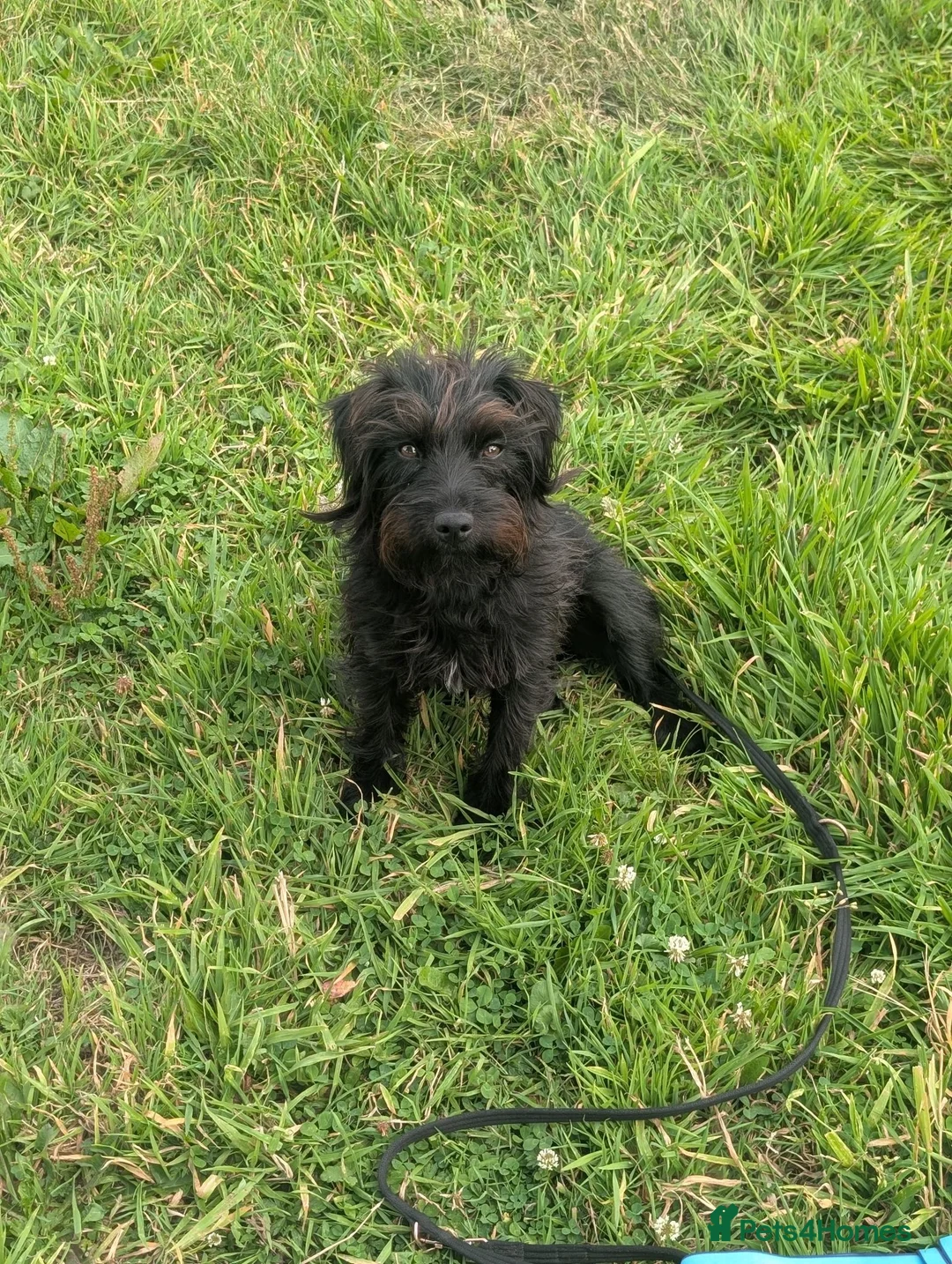 Mixed Breed dogs for sale: Paterdale x Cairn terrier  - Advert 2