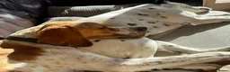 Pointer dogs for adoption: Remi (English Pointer) in Bedford - Advert 28