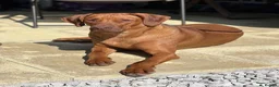 Rhodesian Ridgeback dogs for sale: KC Rhodesian Ridgebacks - Advert 14
