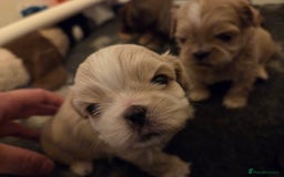 Shih Tzu dogs for sale: Stunning kc imperial shih tzus - Image 18