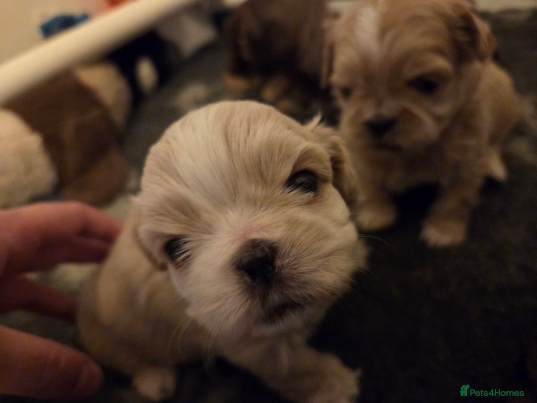 Shih Tzu dogs for sale: Stunning kc imperial shih tzus - Image 18