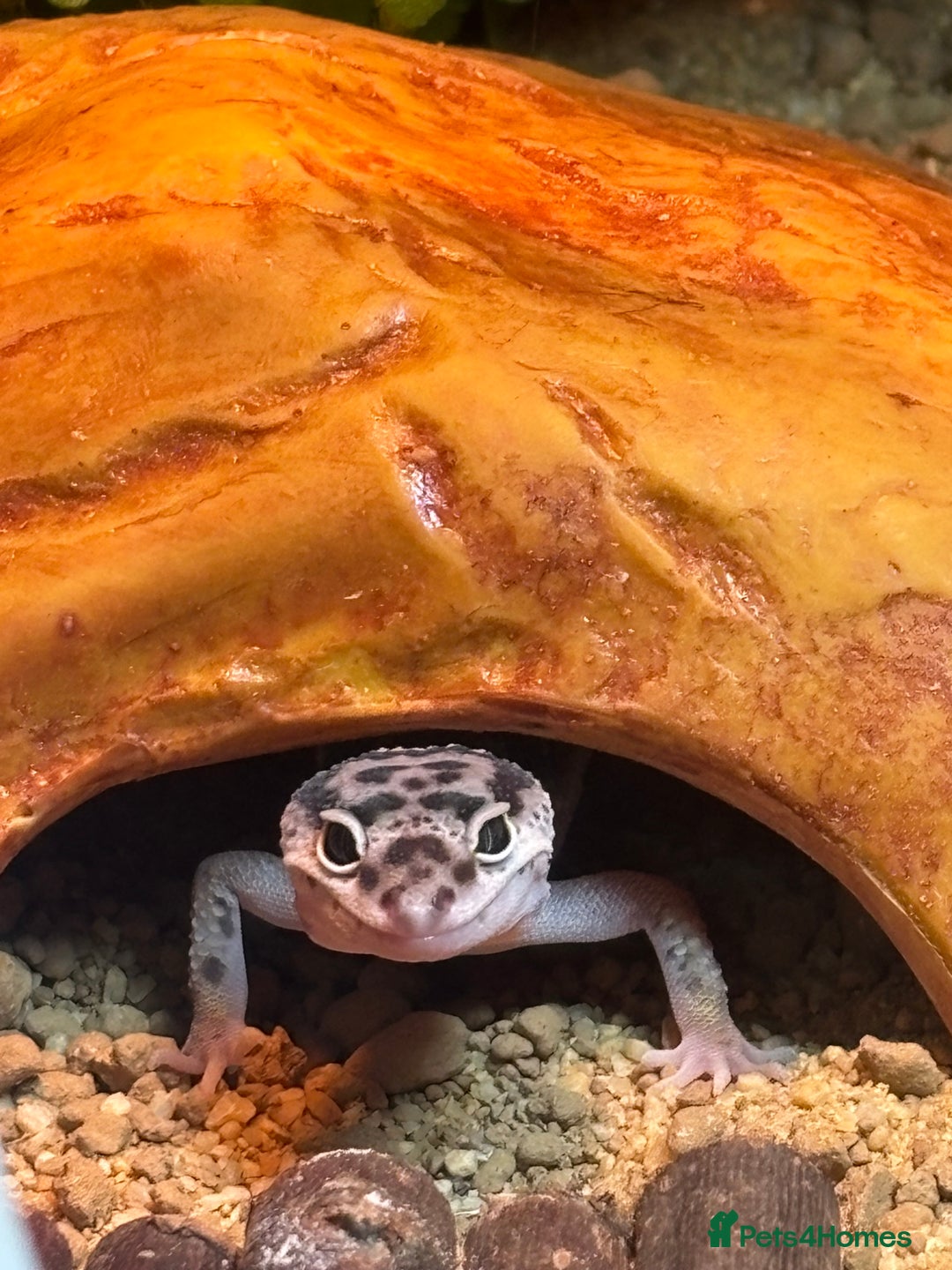Leopard Gecko reptiles for sale: Leopard Gecko - 10 Months - With Viv - Advert 7