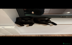 Bombay cats for sale: Beautiful black Bombay siblings  - Image 2