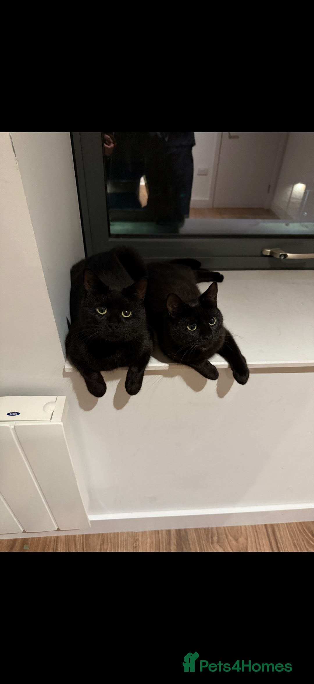 Bombay cats for sale: Beautiful black Bombay siblings  - Image 2