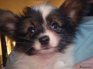 Papillon dogs - Advert 3