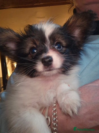 Papillon dogs - Advert 3