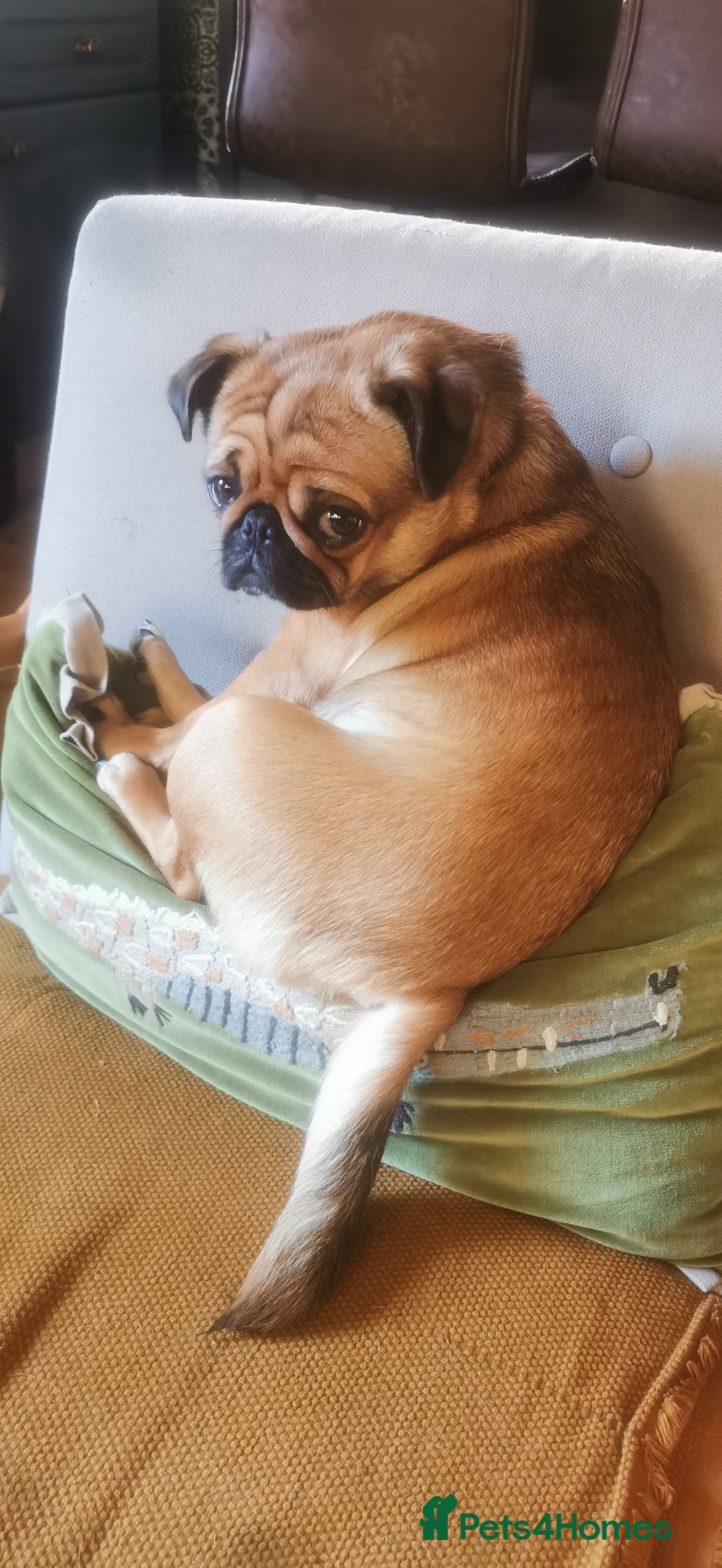 Mixed Breed dogs for sale: Pug/Japanese chin puppies - Advert 2