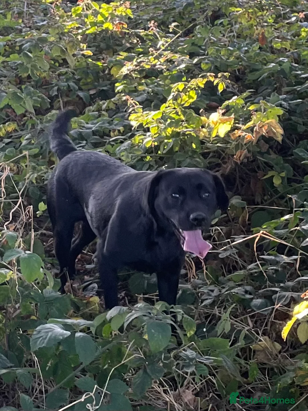 Labrador Retriever dogs for stud: Health Tested Working Labrador Retriever for stud in Burton-on-Trent - Advert 5