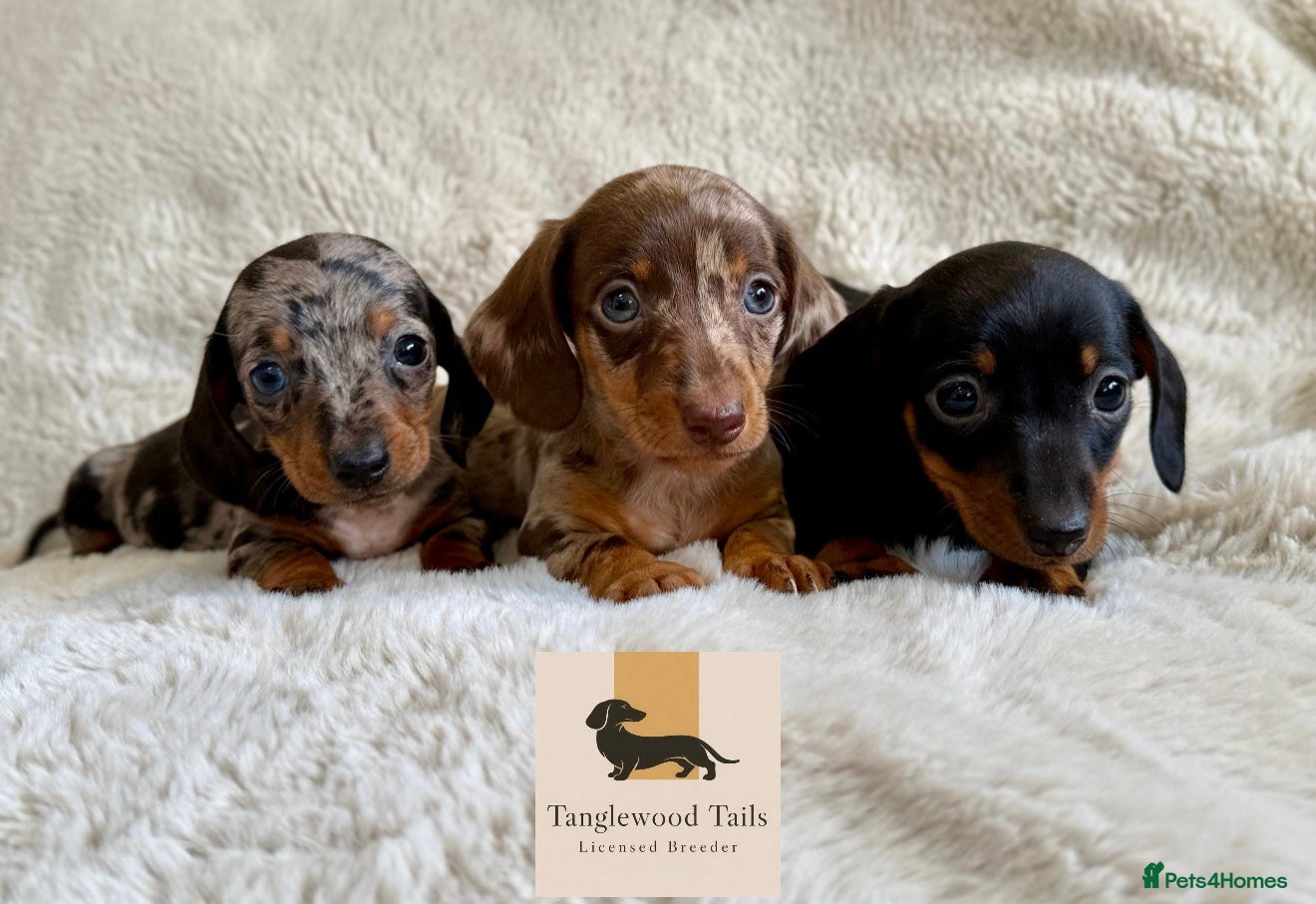 Miniature Dachshund dogs Mini Dachshund Pups Available LICENSED BREEDER - Advert 1