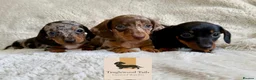 Miniature Dachshund dogs for sale: Mini Dachshund Pups Available LICENSED BREEDER - Advert 1