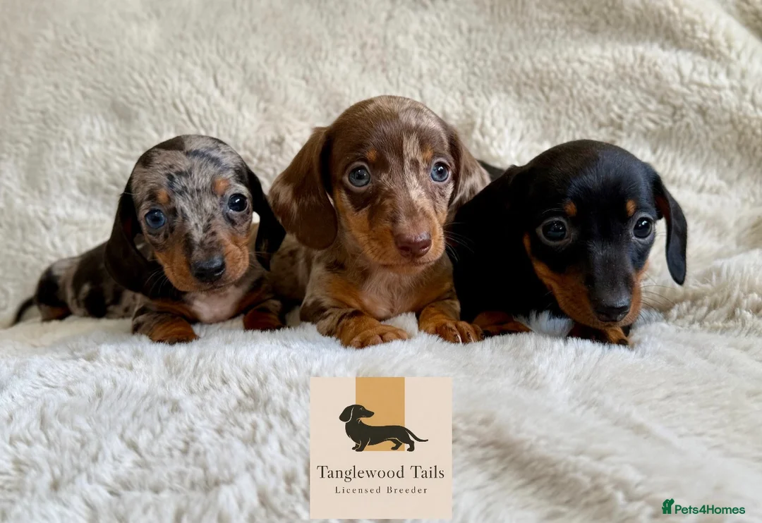 Miniature Dachshund dogs for sale: Mini Dachshund Pups Available LICENSED BREEDER - Advert 1