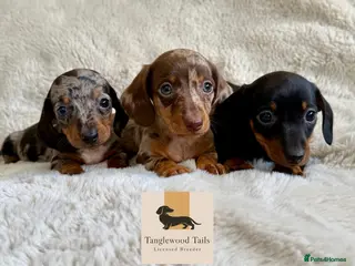 Miniature Dachshund dogs for sale: Mini Dachshund Pups Available LICENSED BREEDER - Advert 1