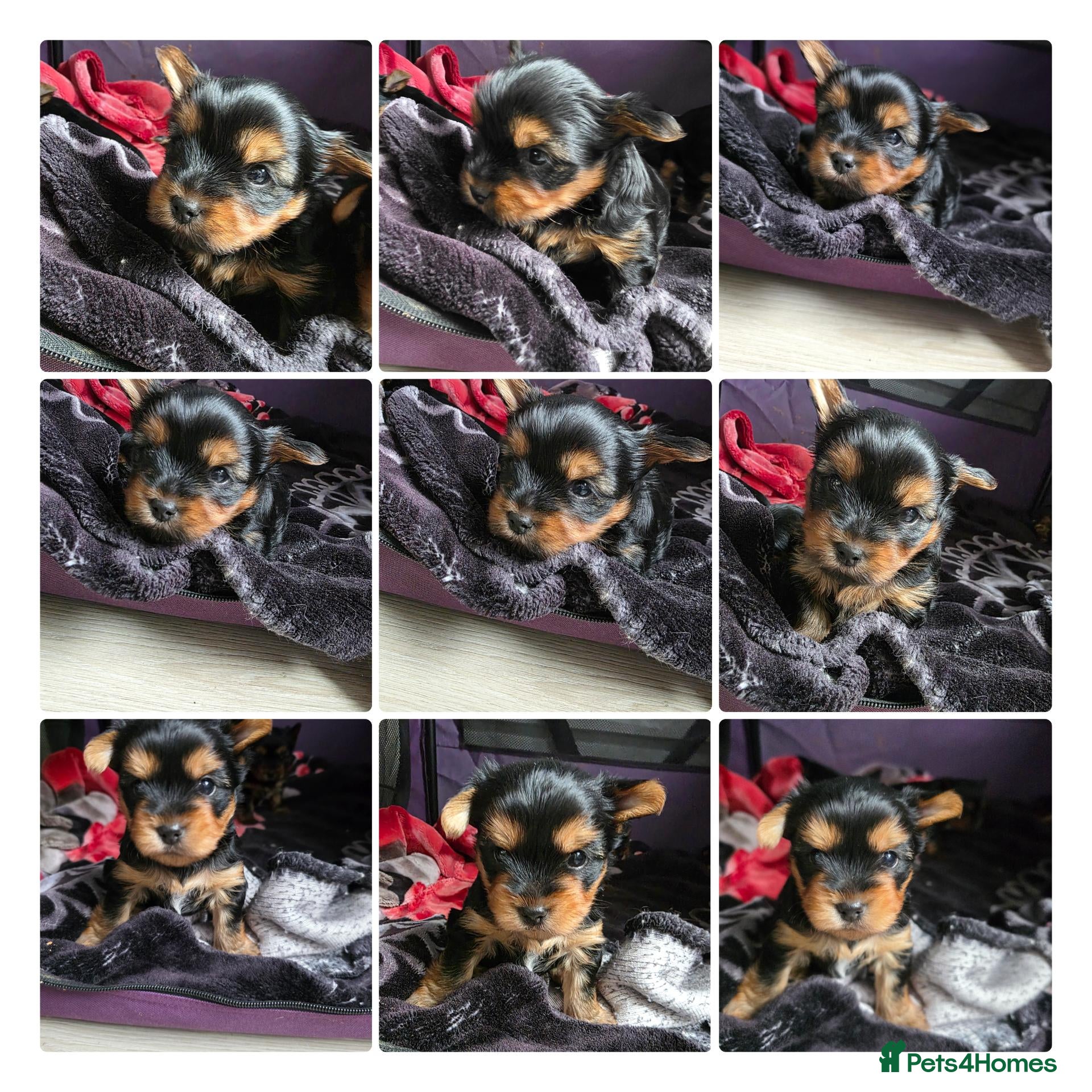 Yorkshire Terrier dogs 💕Yorkshire Terrier puppies.💕 - Advert 12