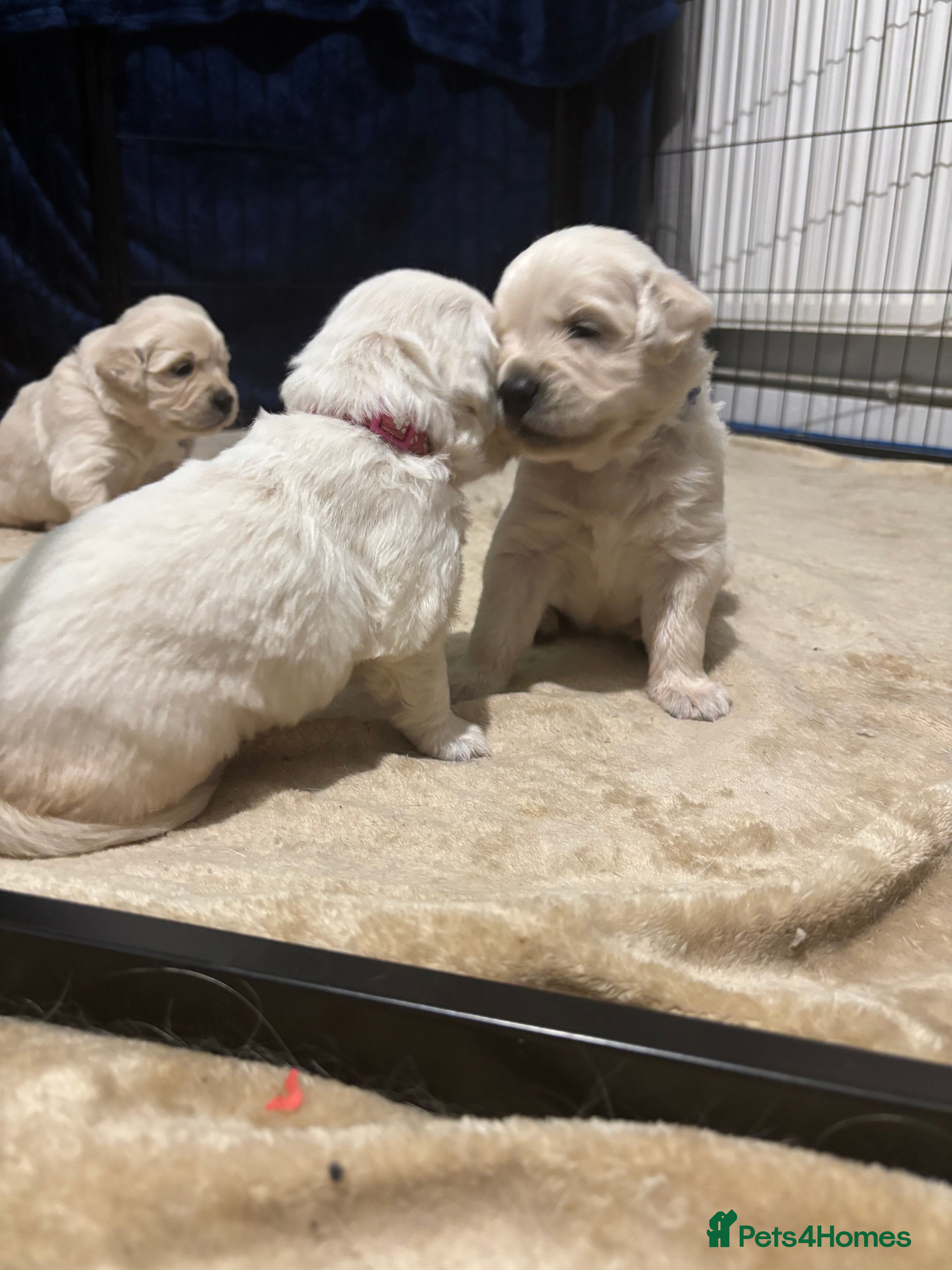 Golden Retriever dogs Golden retriever puppies - Advert 14