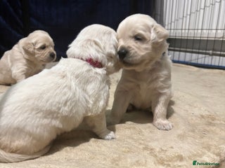 Golden Retriever dogs Golden retriever puppies - Advert 14