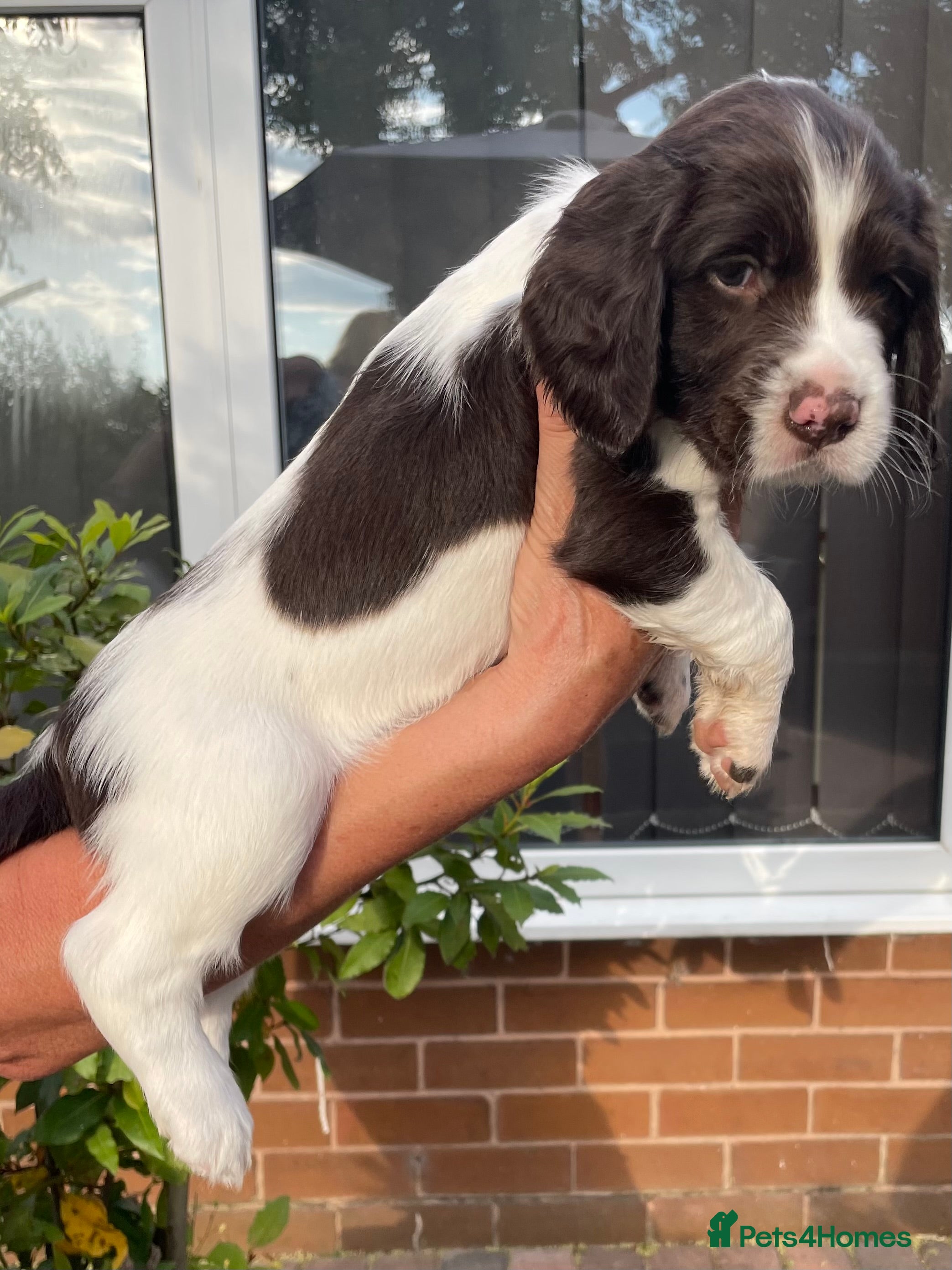 English Springer Spaniel dogs Quality KC registered ESS. Health screened. - Advert 2
