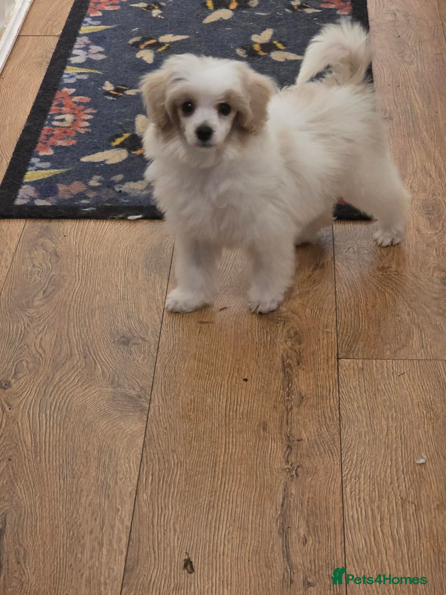 Miniature Poodle dogs Ready  to leave REDUCED today  - Advert 1