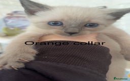 Ragamese cats for sale: Ragamese kittens  - Image 2