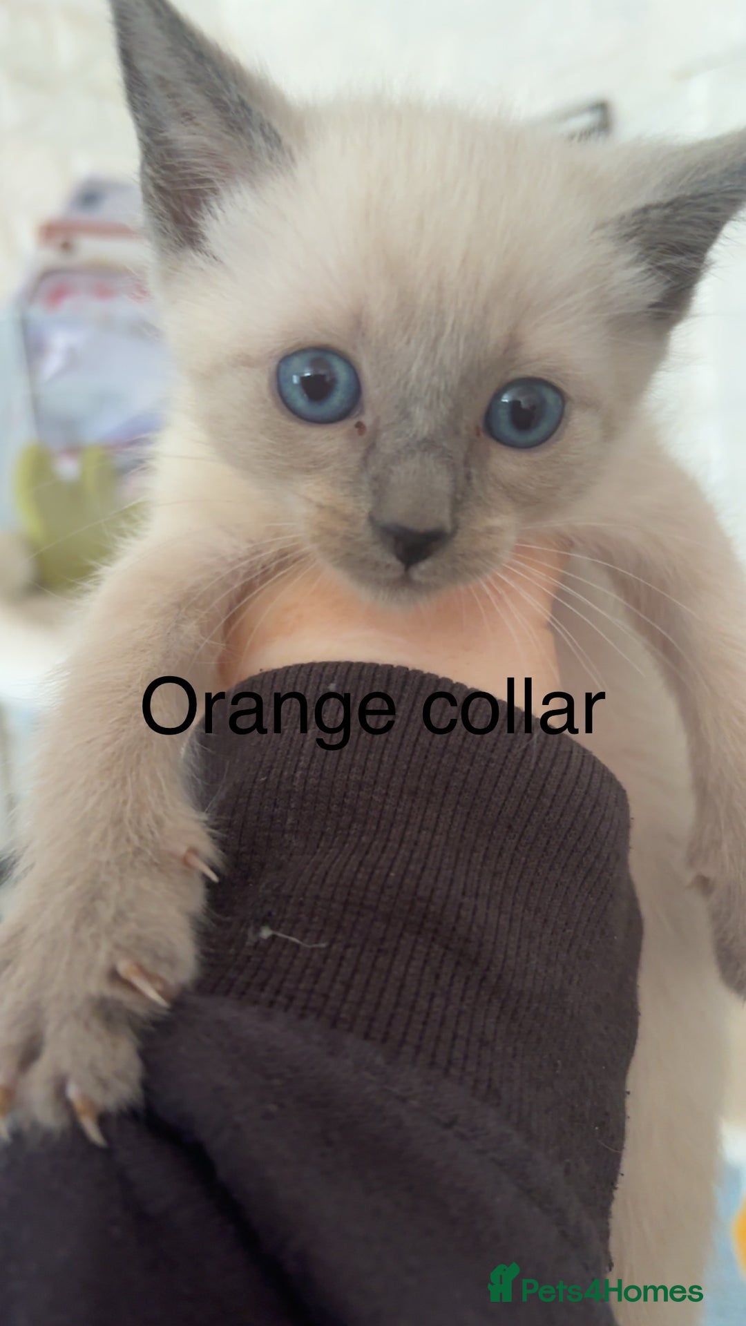 Ragamese cats for sale: Ragamese kittens  - Image 2
