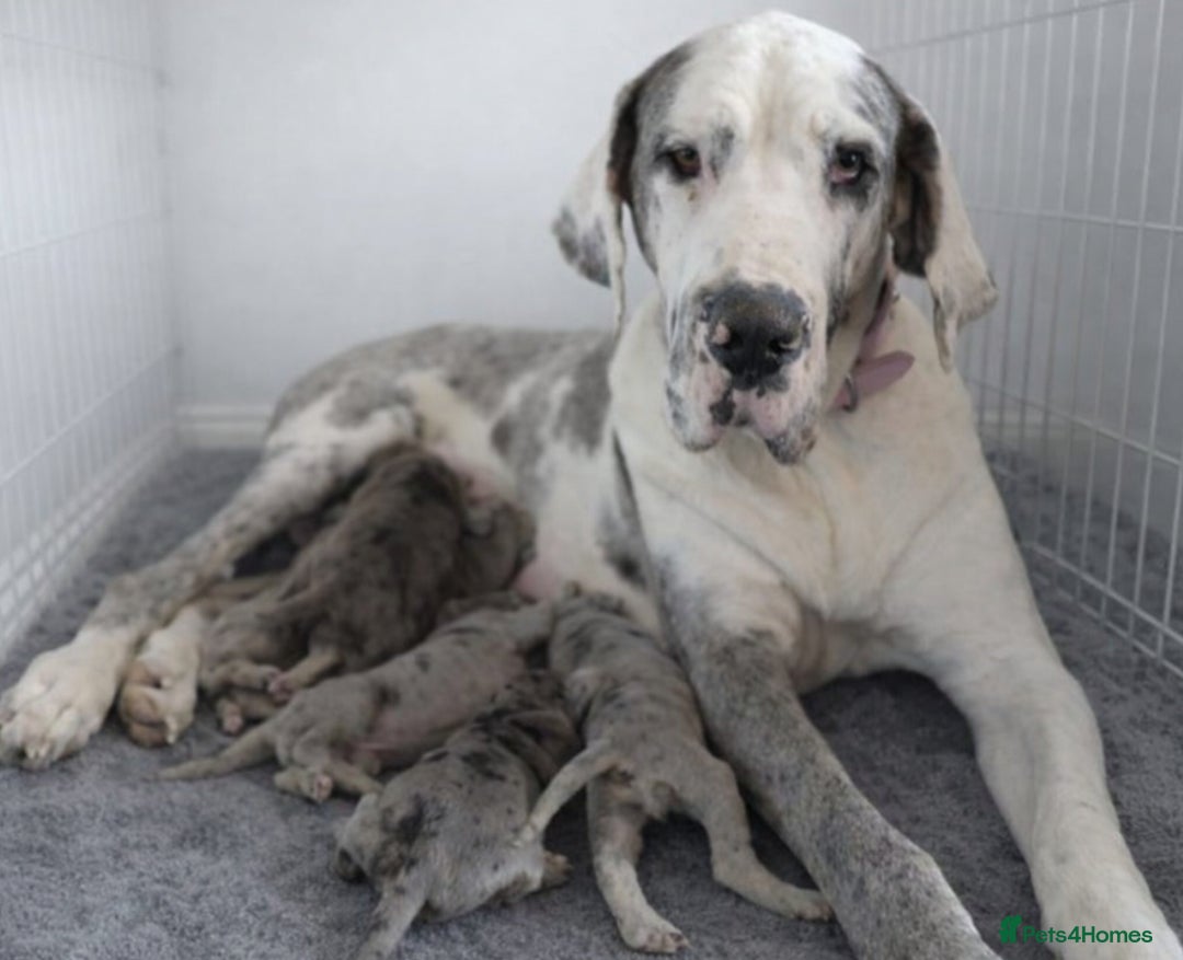 Great Dane dogs for sale: KC Registered Great Danes - Stunning Litter  - Advert 2