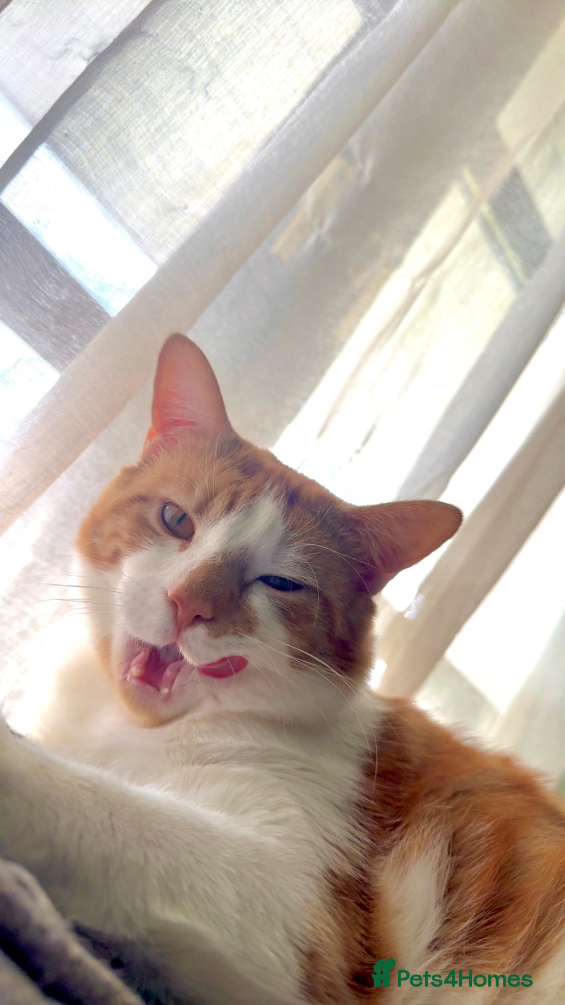 Domestic Shorthair cats 2 year old boy looking for new family - Advert 6