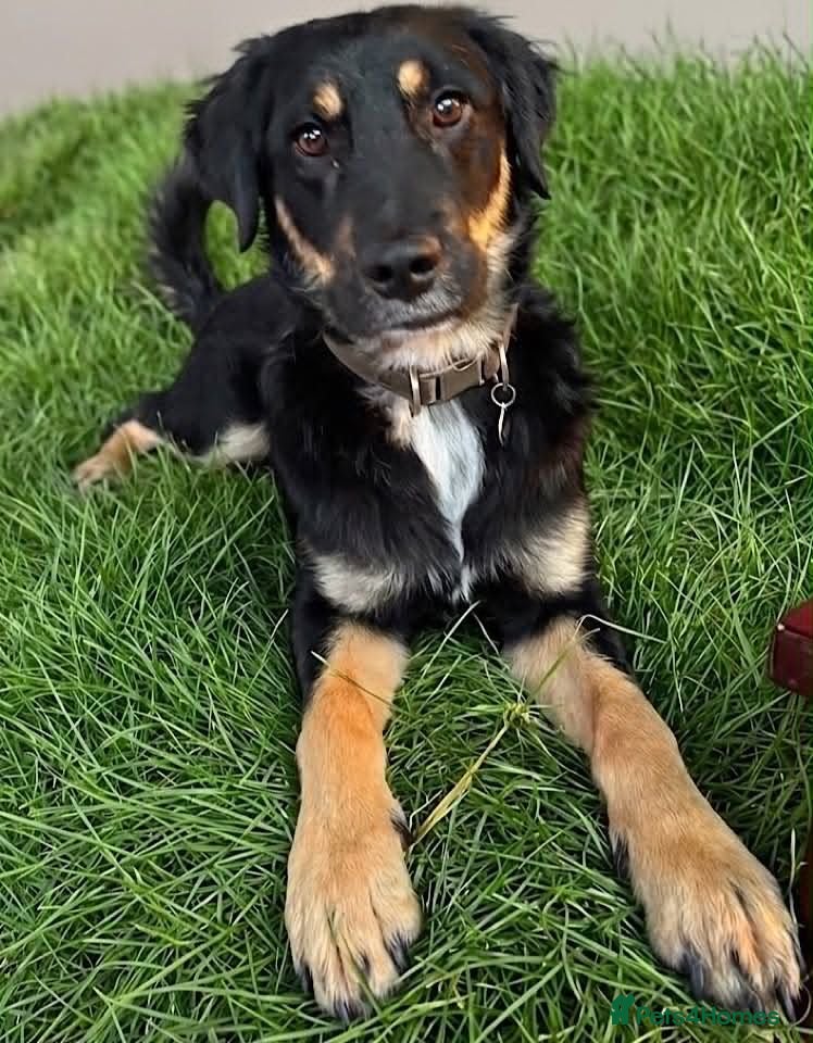 Mixed Breed dogs Brock - Advert 17