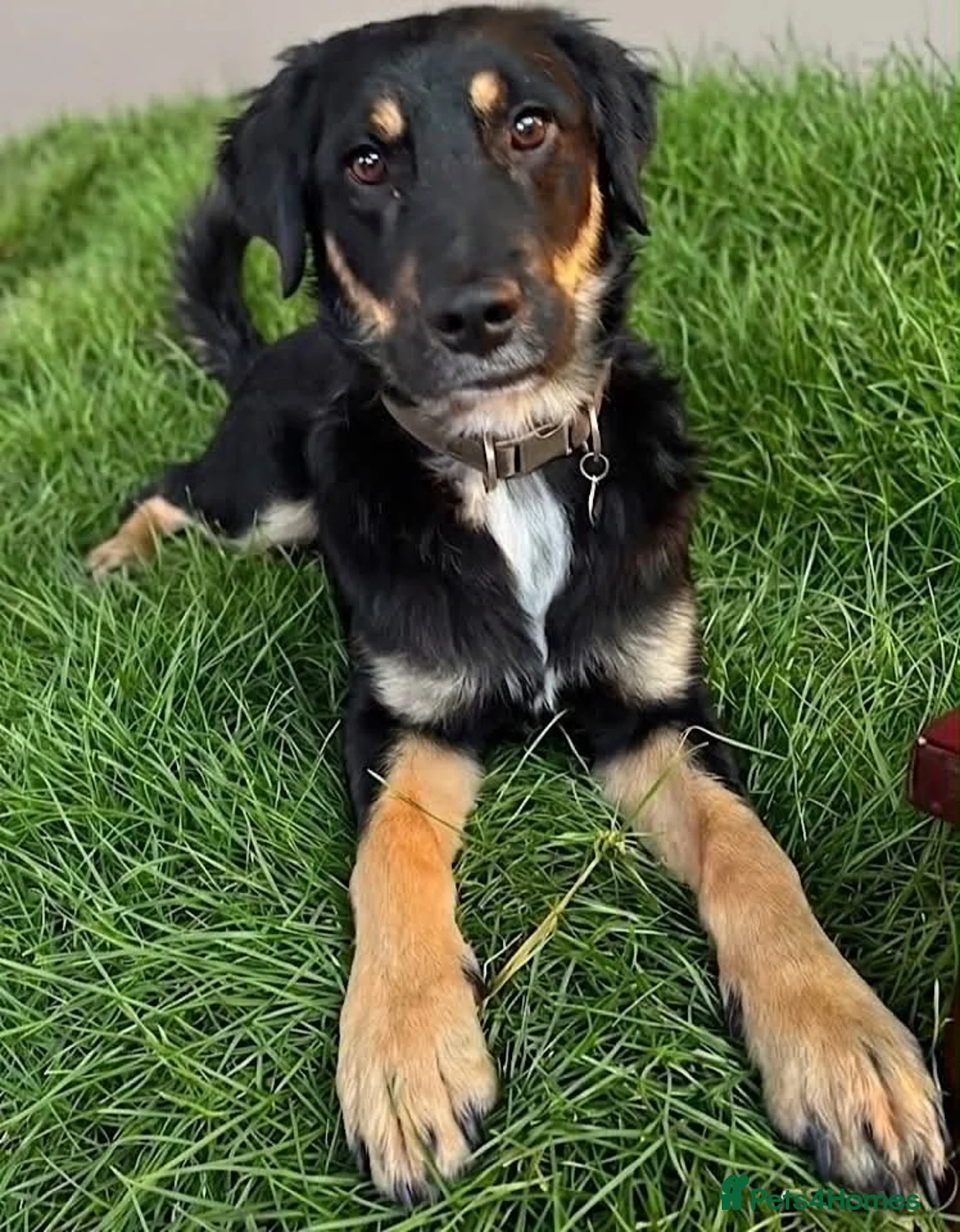 Mixed Breed dogs for adoption: Brock - Advert 1