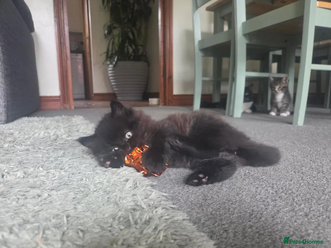 Mixed Breed cats for sale: Super fluffy gorgeous boy available next week 💙  - Advert 2