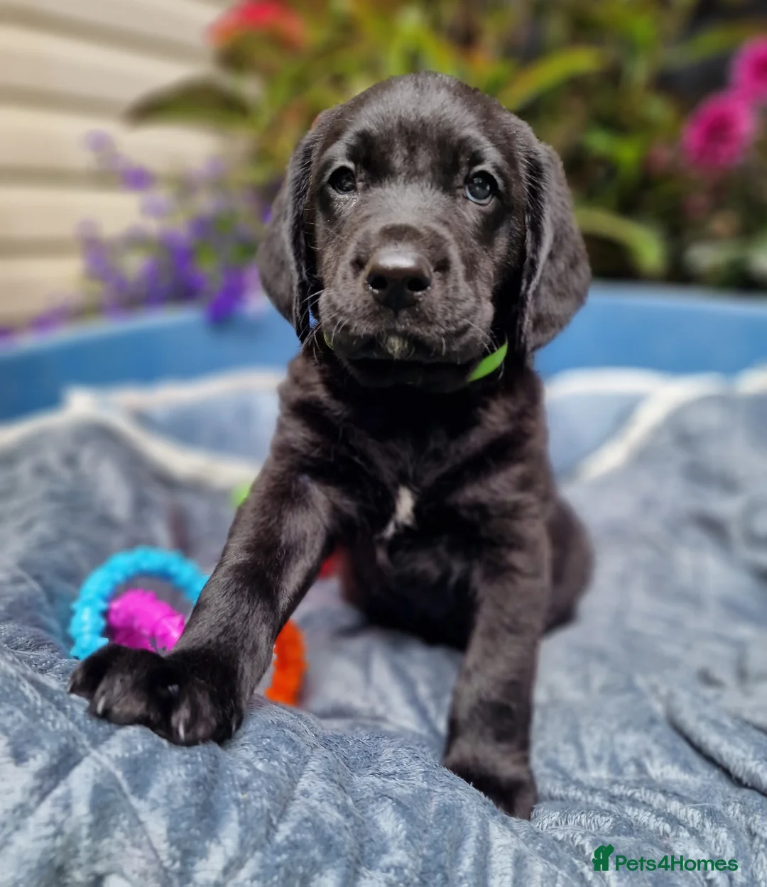 Springador dogs for sale: BEAUTIFUL SPRINGADOR PUPPIES - Advert 1