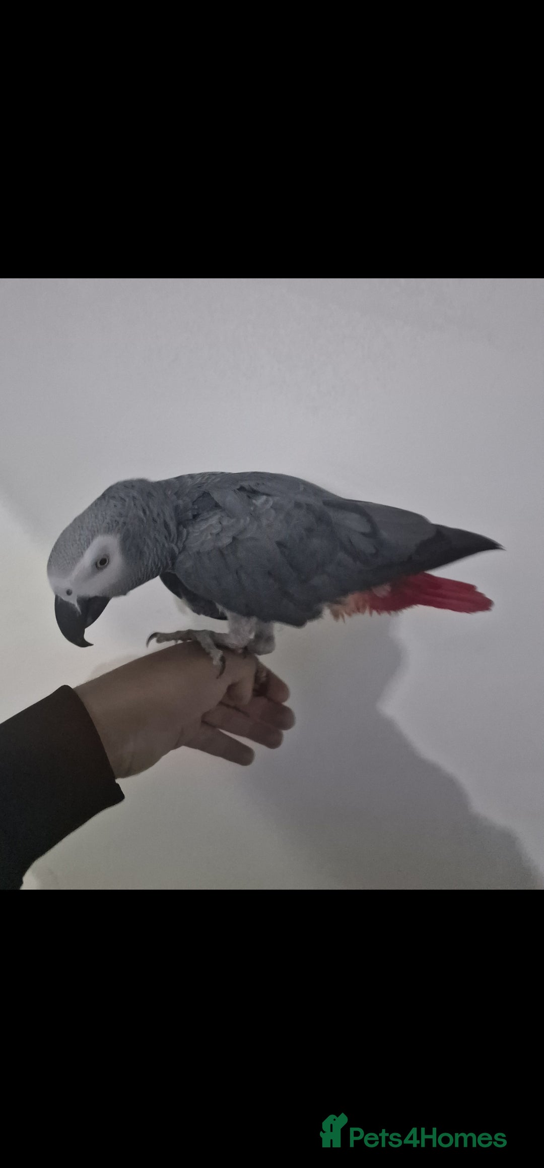 Budgerigars birds for sale: African grey - Image 1