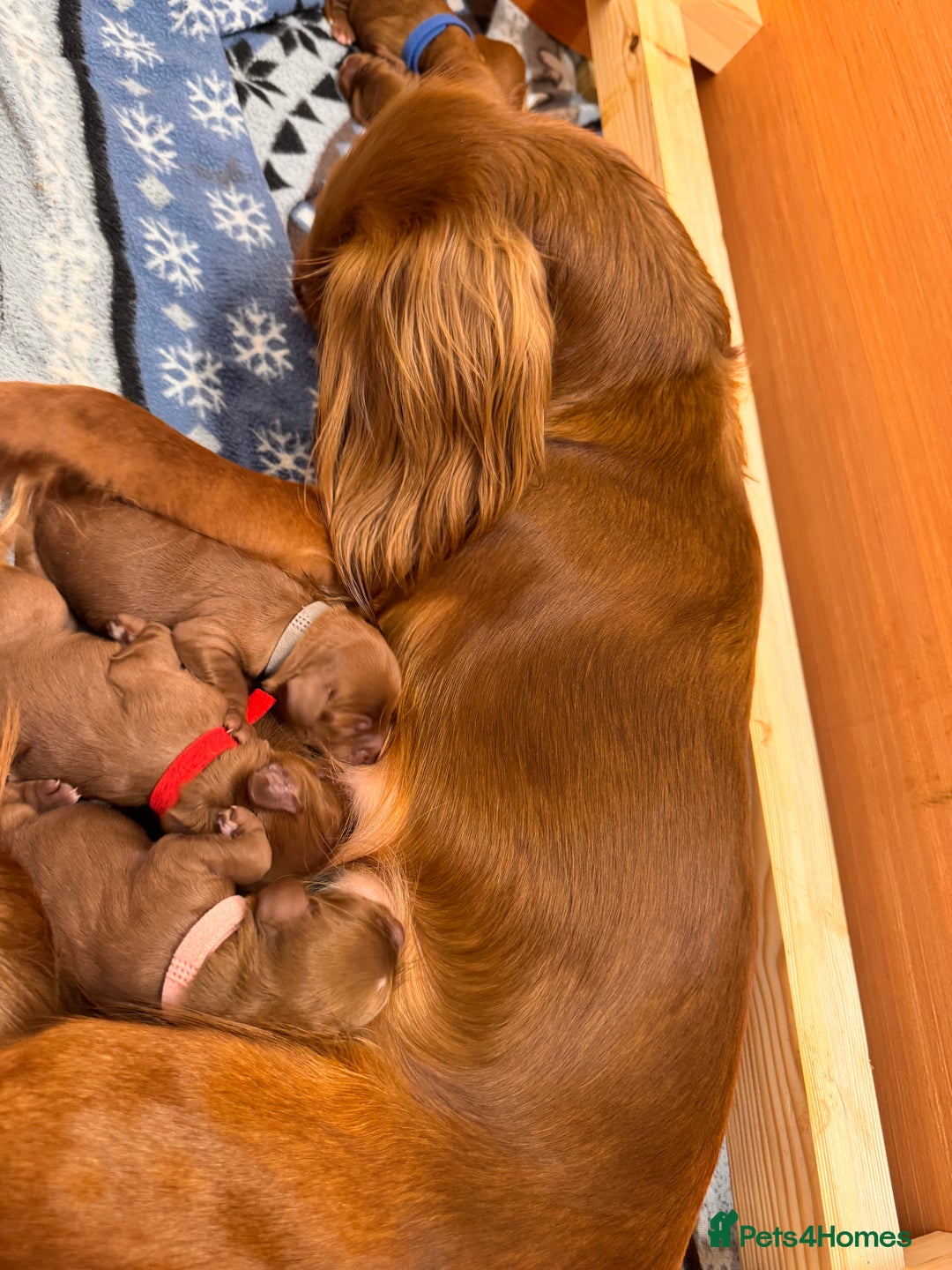 Cockapoo dogs for sale: Beautiful Deep Red Cockerpoo Litter Health Checked - Advert 2