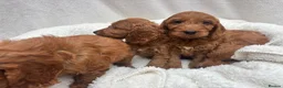 Cavapoo dogs for sale: Cavapoo puppies - Advert 14