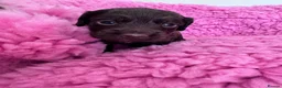 Cocker Spaniel dogs for sale: Cocker spaniel pups health tested with waggy tails - Advert 12