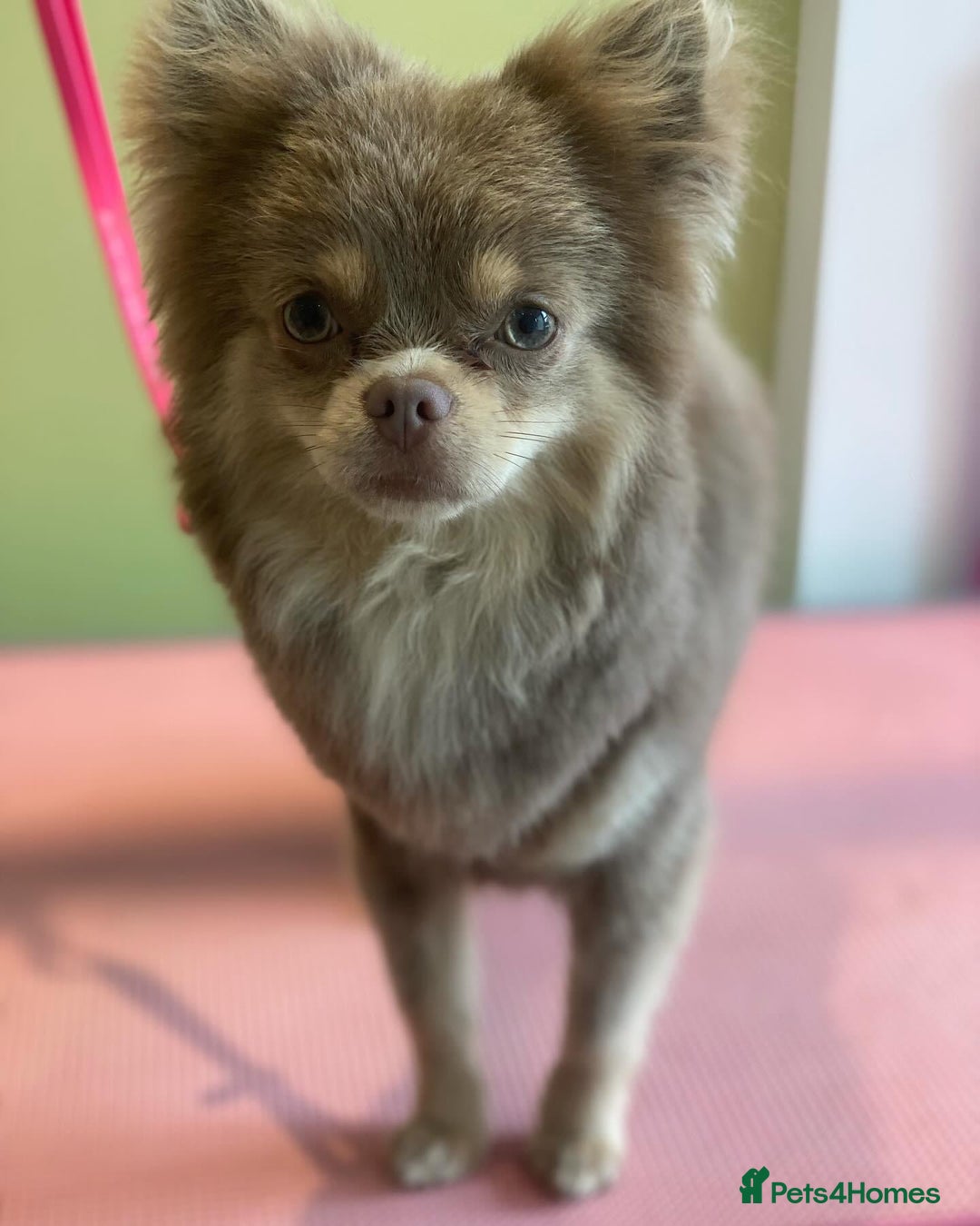 Pomchi dogs for stud: Lilac PomChi Bob for stud  - Image 3