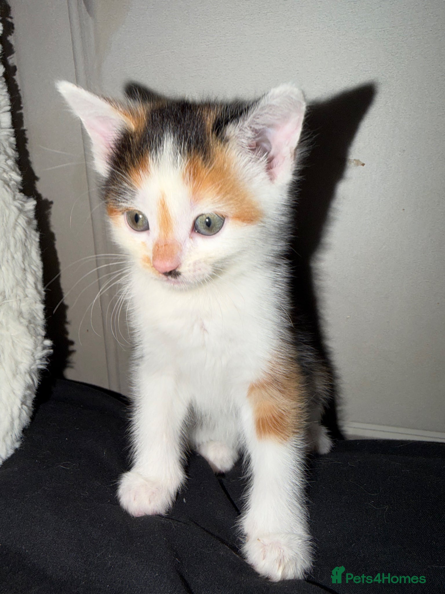 Mixed Breed cats 3 beautiful kitten  - Advert 4