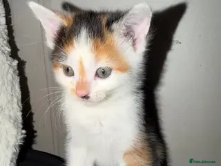 Mixed Breed cats 3 beautiful kitten - Advert 4