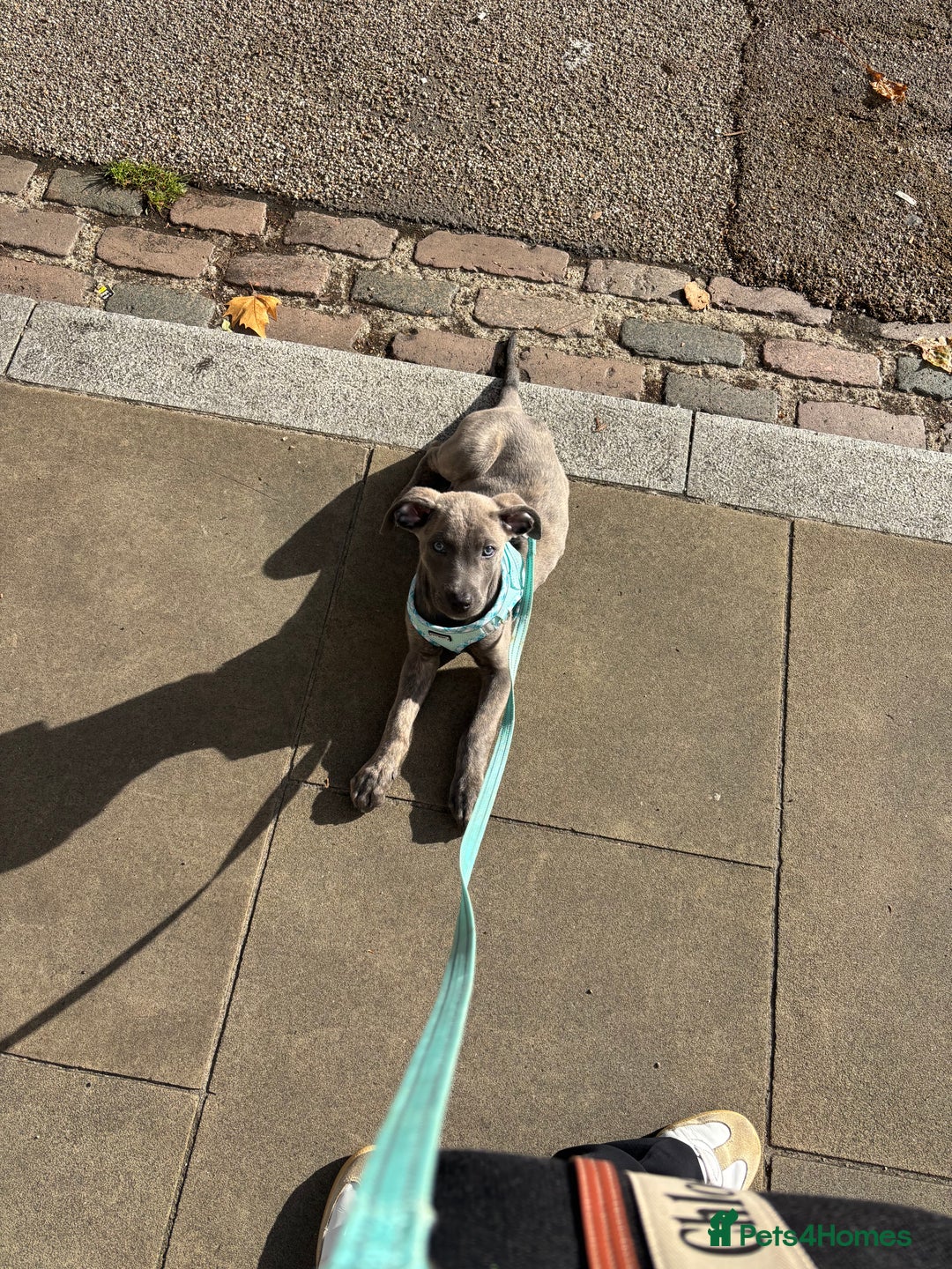 Lurcher dogs for sale: Blue eyed lurcher puppy - Image 5