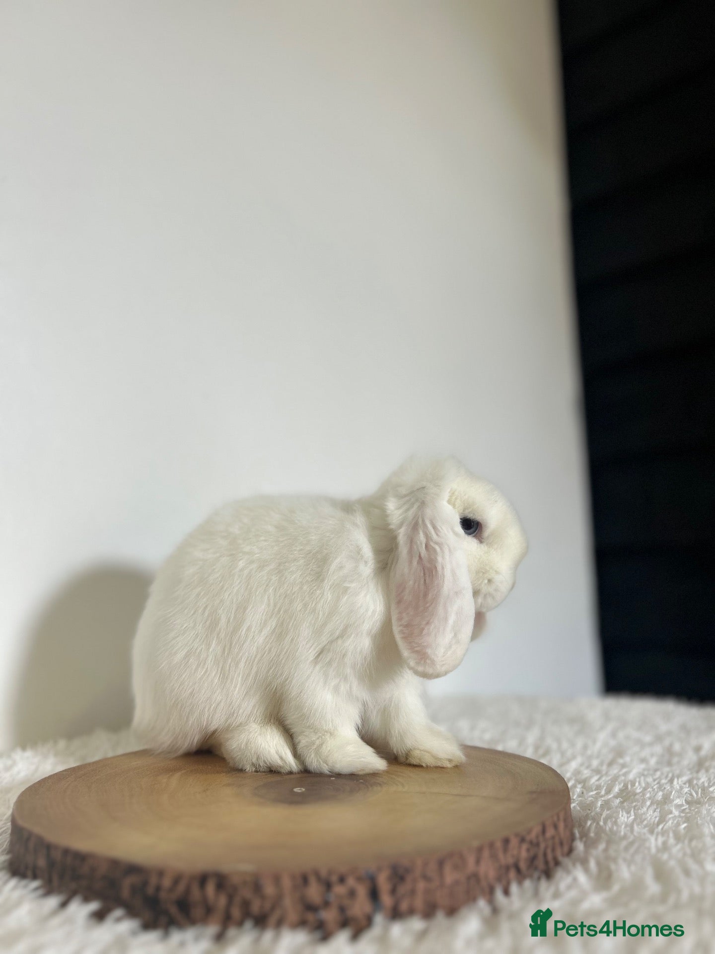 Mini Lop rabbits Prince, BEW purebred minilop - Advert 2