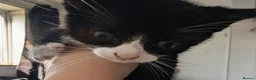British Shorthair cats for sale: British Shorthair kittens for sale. - Advert 9