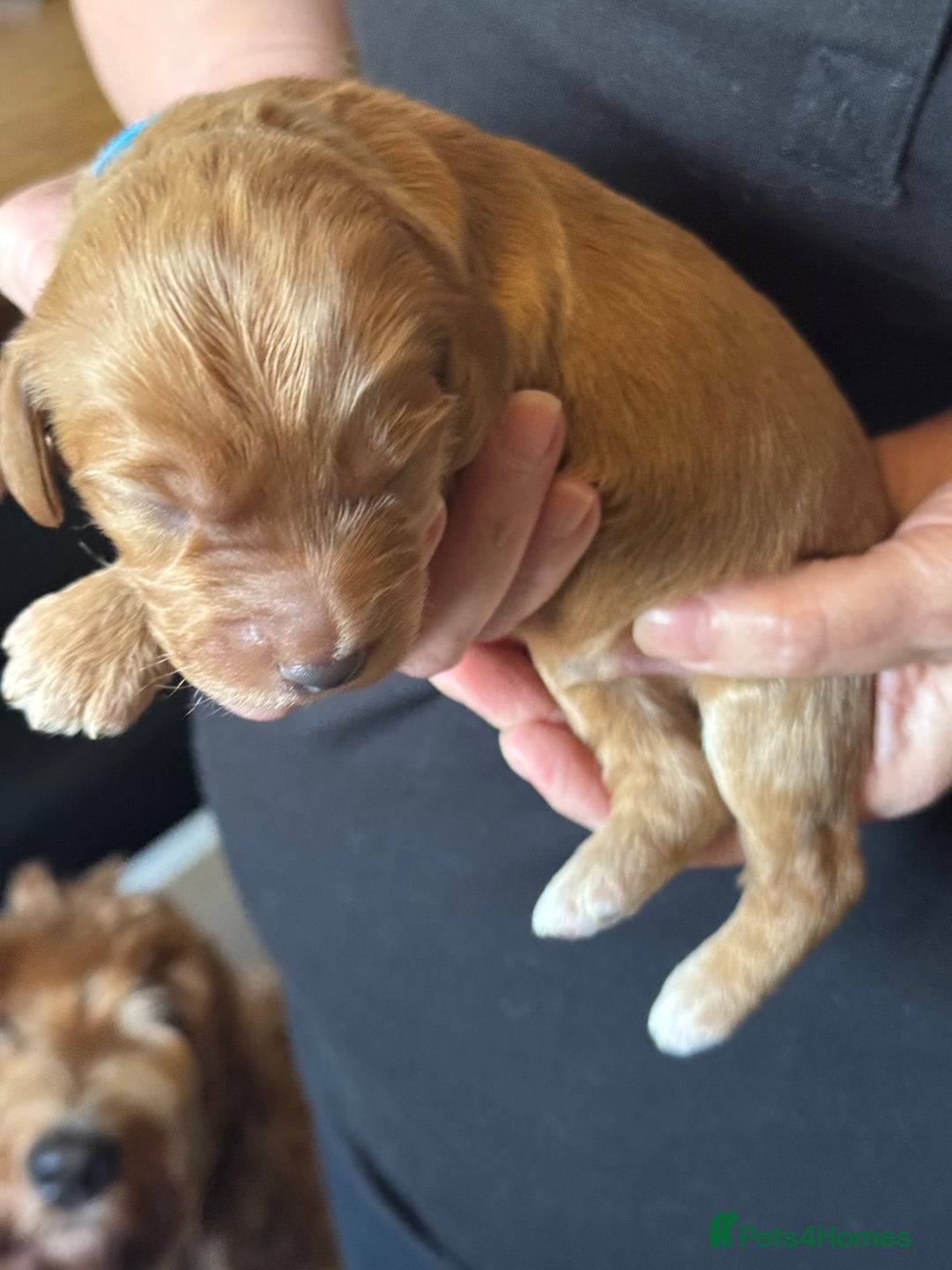 Australian Labradoodle dogs for sale: 100% Pure bred Australian Labradoodle - Advert 25