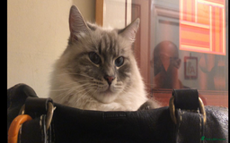 Siberian cats for sale: Sweet human friendly Siberians  - Image 4